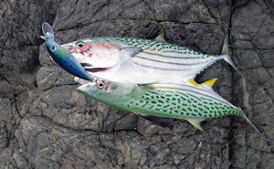 Rapala XXX Rap Cast Long Casting Lures